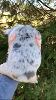 blue merle, a female French Bulldog for sale in Crossville, TN – Photo 5 of 9