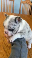 blue merle, a female French Bulldog for sale in Crossville, TN – Photo 2 of 9