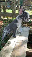 Jet, a male French Bulldog for sale in Crossville, TN – 2 of 9