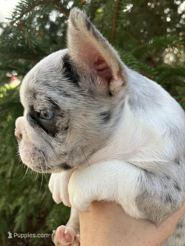 Journey – French Bulldog puppy for sale in Crossville, TN