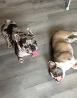 Journey, a female French Bulldog for sale in Crossville, TN – Photo 10 of 10