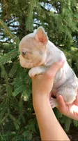 Peanut, a female French Bulldog for sale in Crossville, TN – 2 of 9
