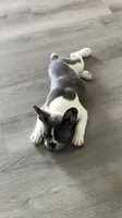 Tipsy, a female French Bulldog for sale in Crossville, TN – 4 of 8