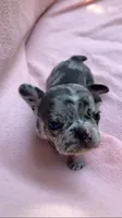 Merle male, a male French Bulldog for sale in Crossville, TN – 6 of 7
