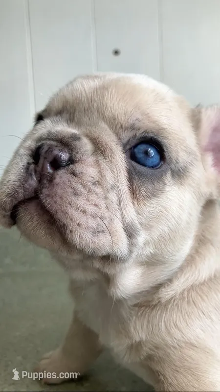 Ghost – French Bulldog puppy for sale in Crossville, TN