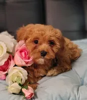 Benson , a male Cavapoo for sale in Elizabethton, TN – 1 of 2