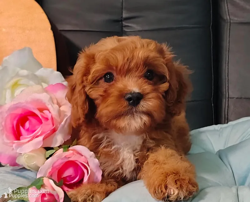 Max – Cavapoo puppy for sale in Elizabethton, TN