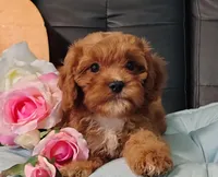 Max, a male Cavapoo for sale in Elizabethton, TN – 2 of 2