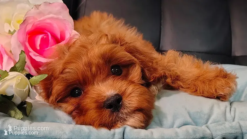 Max – Cavapoo puppy for sale in Elizabethton, TN