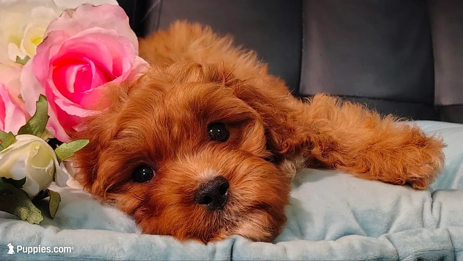 Max, a male Cavapoo for sale in Elizabethton, TN – 1 of 2