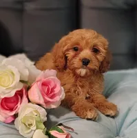 Benson , a male Cavapoo for sale in Elizabethton, TN – 2 of 2