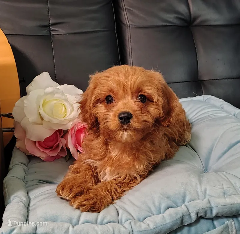 Rose – Cavapoo puppy for sale in Elizabethton, TN