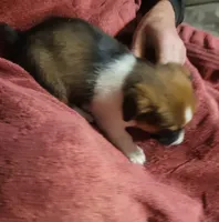 Brownie, a female Cardigan Welsh Corgi and Pembroke Welsh Corgi for sale in Tescott, KS – Photo 7 of 7