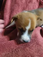 Blaze, a female Cardigan Welsh Corgi and Pembroke Welsh Corgi for sale in Tescott, KS – Photo 4 of 6