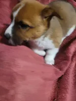 Blaze, a female Cardigan Welsh Corgi and Pembroke Welsh Corgi for sale in Tescott, KS – Photo 5 of 6