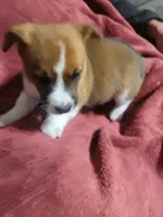 Blaze, a female Cardigan Welsh Corgi and Pembroke Welsh Corgi for sale in Tescott, KS – Photo 6 of 6