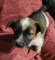 Lucky, a female Cardigan Welsh Corgi and Pembroke Welsh Corgi for sale in Tescott, KS – Photo 5 of 7