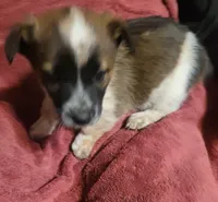 Lucky, a female Cardigan Welsh Corgi and Pembroke Welsh Corgi for sale in Tescott, KS – Photo 7 of 7