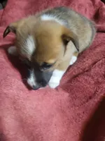 Star, a female Cardigan Welsh Corgi and Pembroke Welsh Corgi for sale in Tescott, KS – Photo 5 of 7