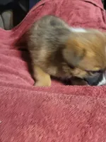 Star, a female Cardigan Welsh Corgi and Pembroke Welsh Corgi for sale in Tescott, KS – Photo 7 of 7