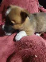 Star, a female Cardigan Welsh Corgi and Pembroke Welsh Corgi for sale in Tescott, KS – Photo 6 of 7