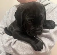 Brindle Girl, a female Cane Corso for sale in Woodbridge, VA – Photo 2 of 5