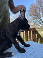 Brindle Girl, a female Cane Corso for sale in Woodbridge, VA – Photo 5 of 5