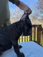 Brindle Girl, a female Cane Corso for sale in Woodbridge, VA – Photo 4 of 5