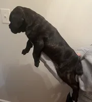 Brindle Girl, a female Cane Corso for sale in Woodbridge, VA – Photo 3 of 5