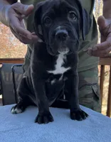 Brindle Girl, a female Cane Corso for sale in Woodbridge, VA – Photo 1 of 5