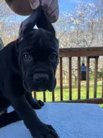 TJ, a female Cane Corso for sale in Woodbridge, VA – Photo 5 of 6