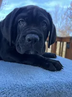 TJ, a female Cane Corso for sale in Woodbridge, VA – Photo 3 of 6