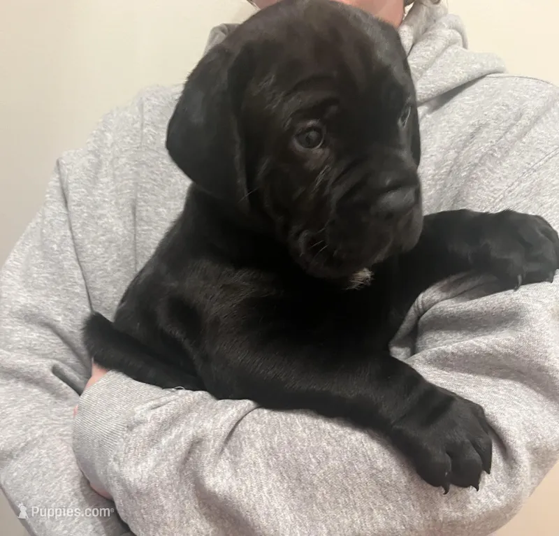TJ – Cane Corso puppy for sale in Woodbridge, VA