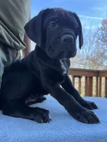 TJ, a female Cane Corso for sale in Woodbridge, VA – Photo 2 of 6