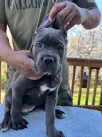 Gray Girl, a female Cane Corso for sale in Woodbridge, VA – Photo 4 of 5