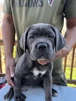 Gray Girl, a female Cane Corso for sale in Woodbridge, VA – Photo 3 of 5