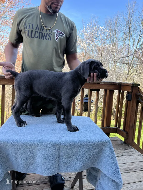 Gray Girl – Cane Corso puppy for sale in Woodbridge, VA
