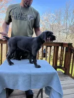 Gray Girl, a female Cane Corso for sale in Woodbridge, VA – Photo 1 of 5