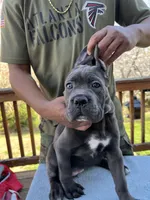 Gray Girl, a female Cane Corso for sale in Woodbridge, VA – Photo 5 of 5