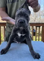 Gray Girl, a female Cane Corso for sale in Woodbridge, VA – Photo 2 of 5