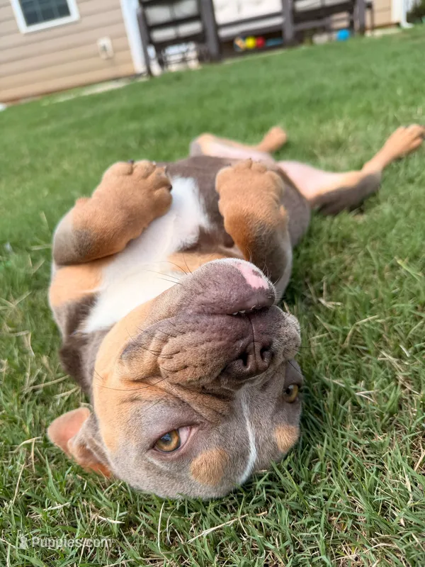 Bella – English Bulldog, French Bulldog puppy for sale in Fort Mill, SC
