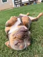 Bella, a female English Bulldog and French Bulldog for sale in Fort Mill, SC – 1 of 5