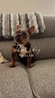 Bella, a female English Bulldog and French Bulldog for sale in Fort Mill, SC – 2 of 5