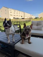 Bella, a female English Bulldog and French Bulldog for sale in Fort Mill, SC – 4 of 5