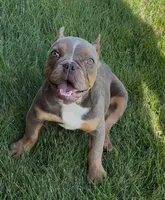 Bella, a female English Bulldog and French Bulldog for sale in Fort Mill, SC – 5 of 5