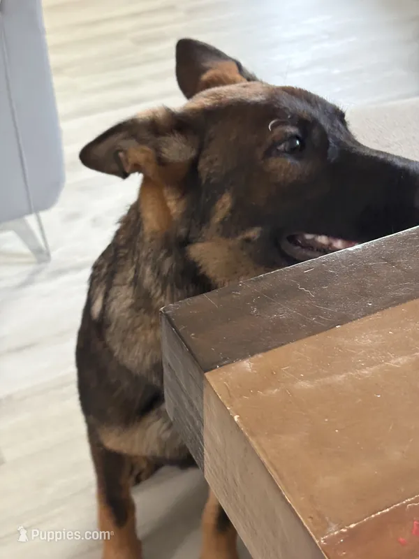 Sasha vom sudenblick – German Shepherd Dog puppy for sale in Lubbock, TX