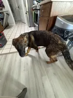 Sasha vom sudenblick, a female German Shepherd Dog for sale in Lubbock, TX – 2 of 4
