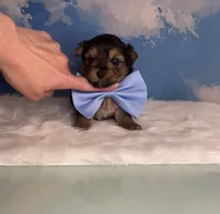 Teacup Zeus , a male Yorkshire Terrier for sale in Selmer, TN – 1 of 10