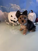 Mavis-Teacup Chocolate Merle Female , a female Yorkshire Terrier for sale in Selmer, TN – 4 of 9