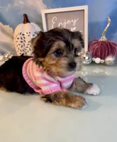 Bailey Female, a female Yorkshire Terrier for sale in Selmer, TN – 6 of 10